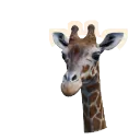 Reticulated Giraffe
