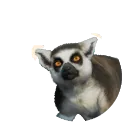 Ring-Tailed Lemur