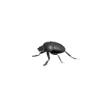Sacred Scarab Beetle