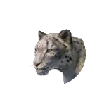 Snow Leopard