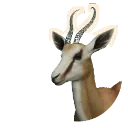 Springbok