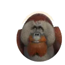 Sumatran Orangutan