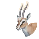 Thomson's Gazelle