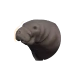 West Indian Manatee