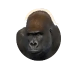 Western Lowland Gorilla